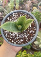 Dracaena trifasciata Hahnni silver frost (Sansevieria enana) - Miniatura 2