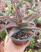 Aloe Fragilis - Miniatura 1