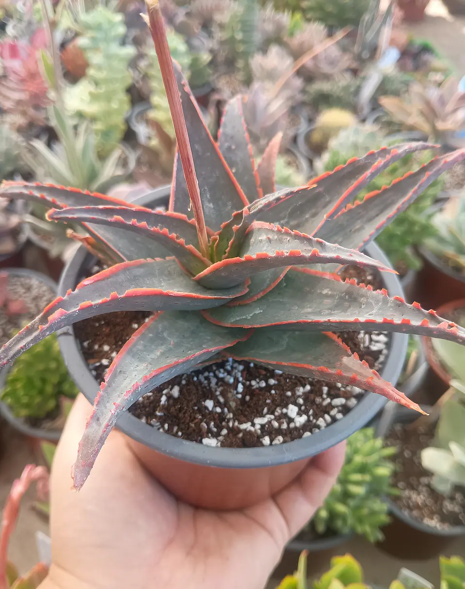 Aloe Fragilis 1