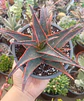Aloe Fragilis - Miniatura 2