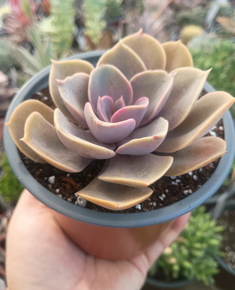 Echeveria Perle Von nurnberg
