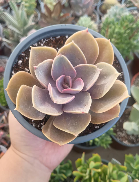 Echeveria Perle Von nurnberg