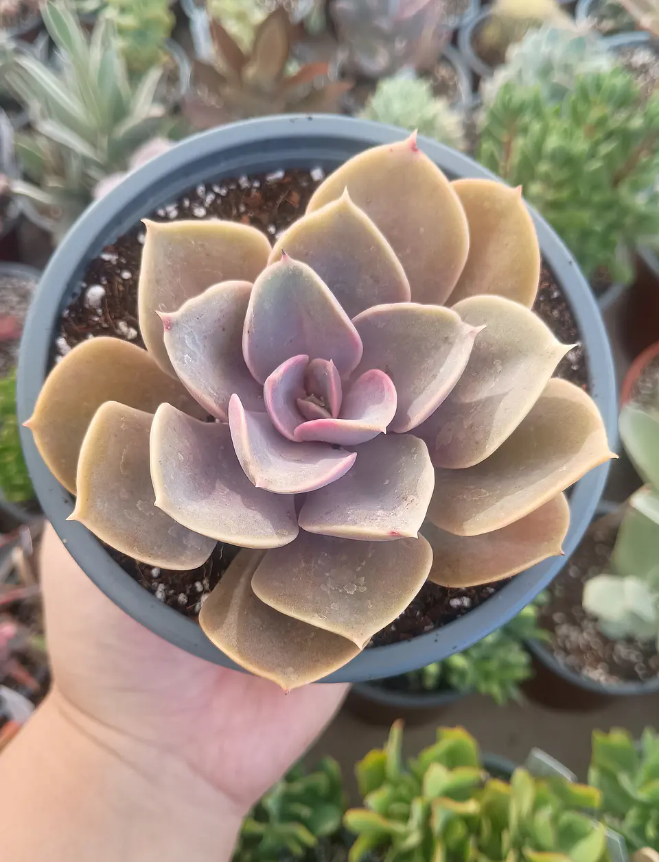 Echeveria Perle Von nurnberg 2