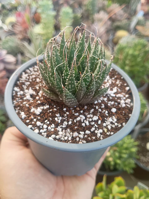 Aloe Aristata