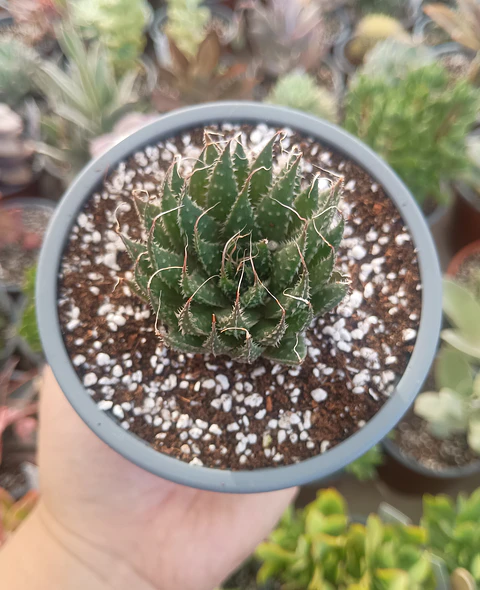 Aloe Aristata