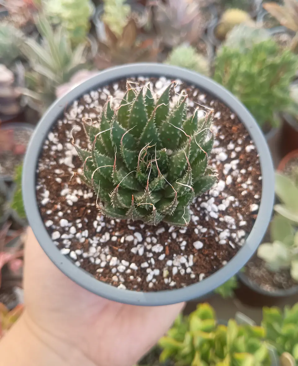 Aloe Aristata 2