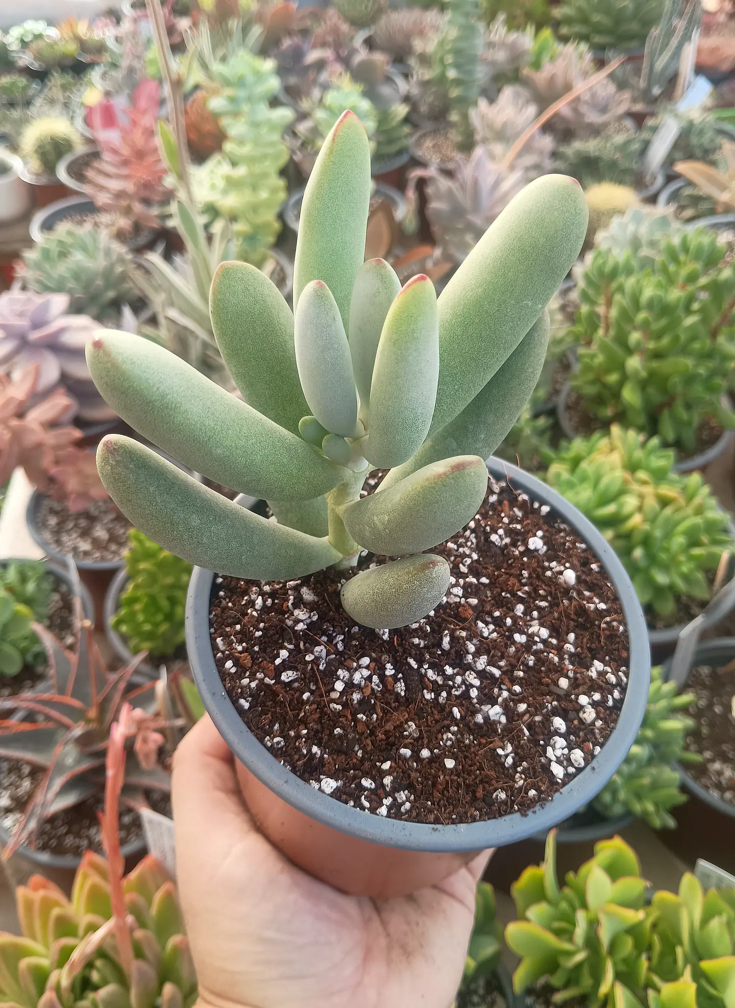Cotyedon Orbiculata 1