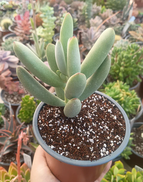 Cotyedon Orbiculata