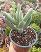 Cotyedon Orbiculata - Miniatura 2