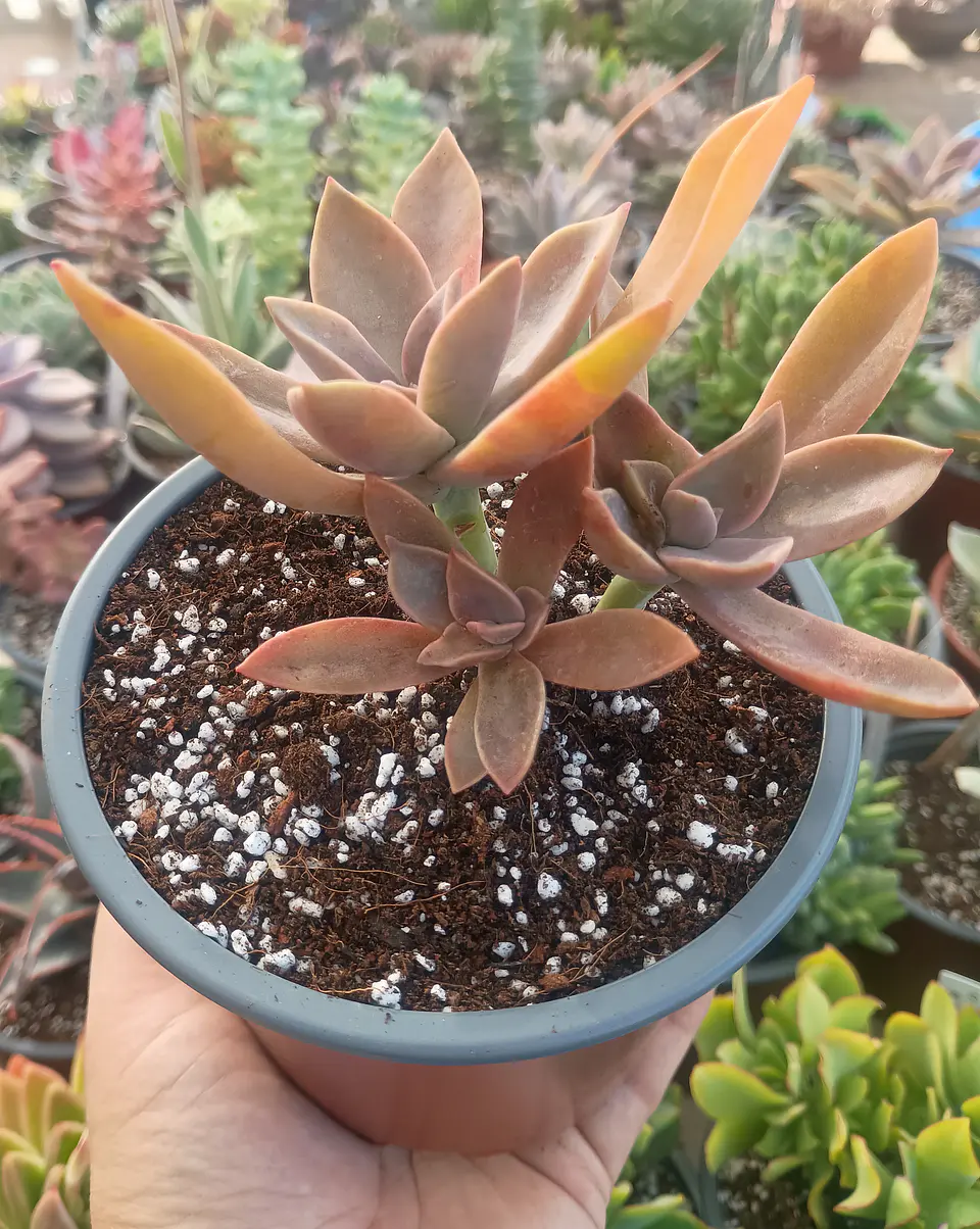 Graptoveria Fred Ives  1