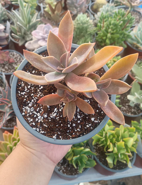 Graptoveria Fred Ives 