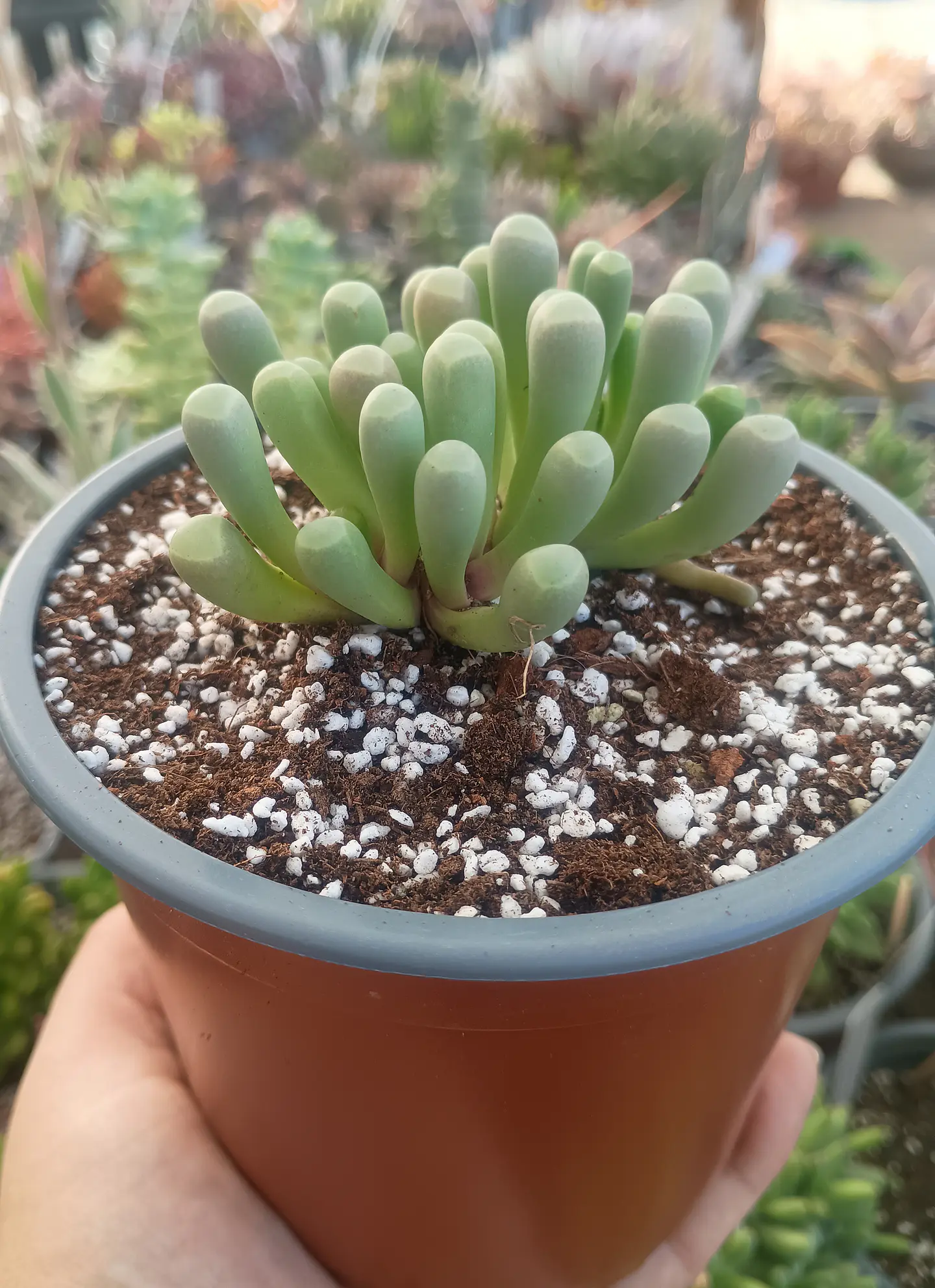 Fenestraria Rophallophyla 1