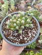 Fenestraria Rophallophyla - Miniatura 2