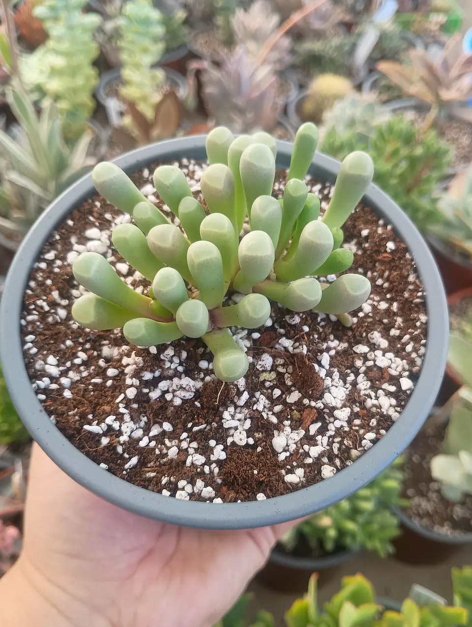 Fenestraria Rophallophyla 2