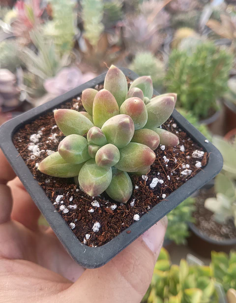 Pachyphytum Compactum