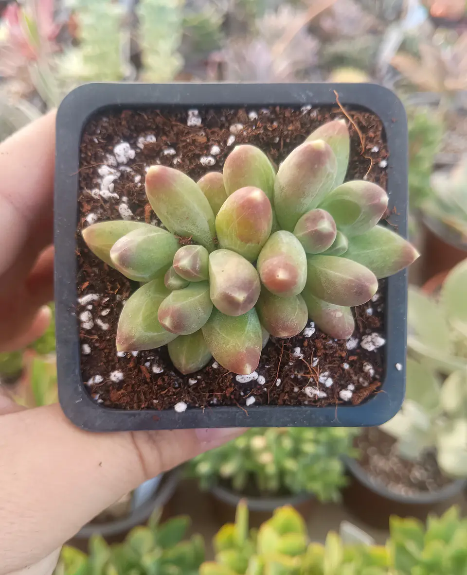 Pachyphytum Compactum 2