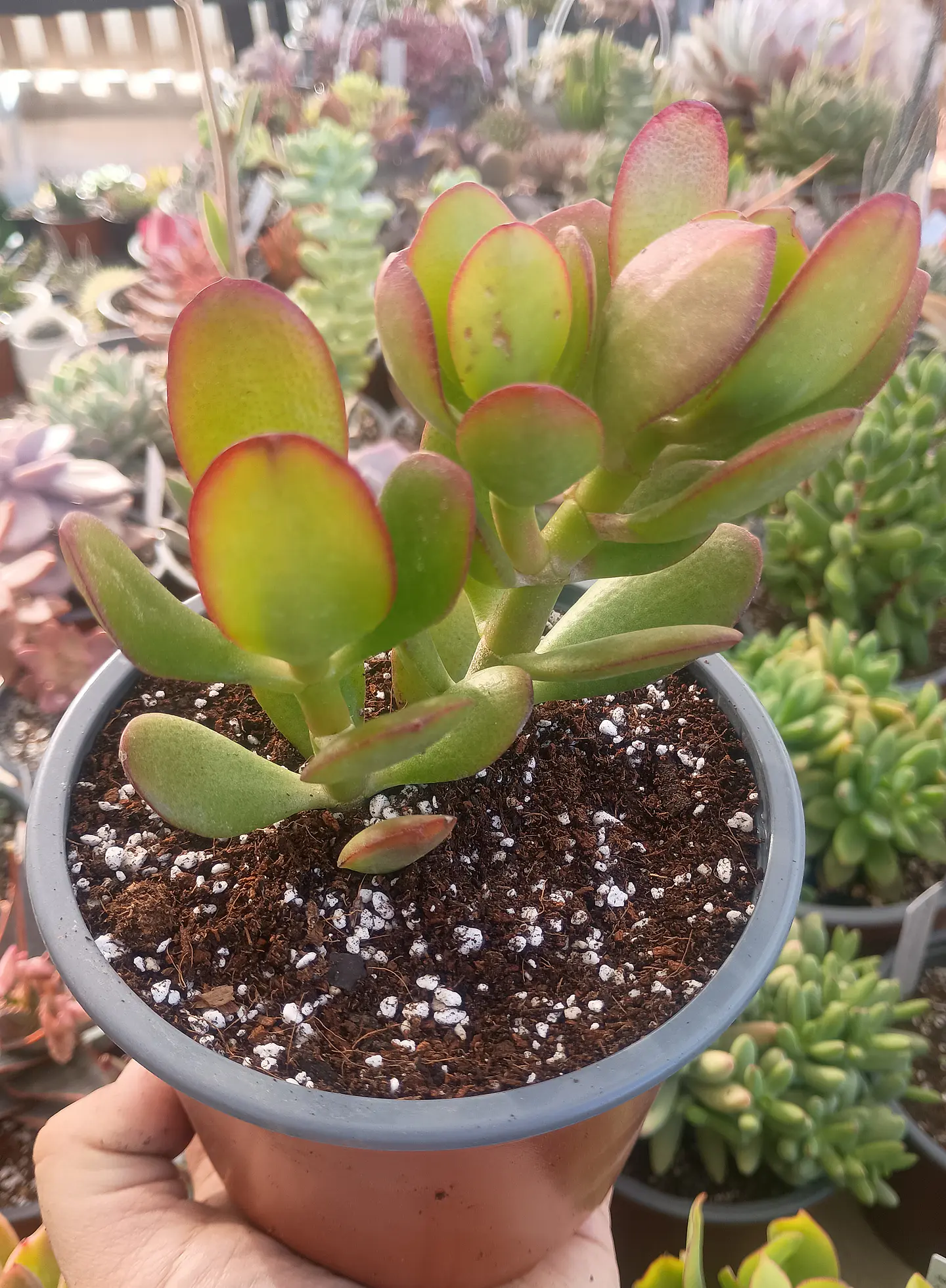 Crassula Ovata ( Arbol de Jade) 1