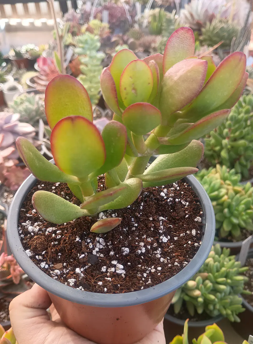 Crassula Ovata ( Arbol de Jade) 1