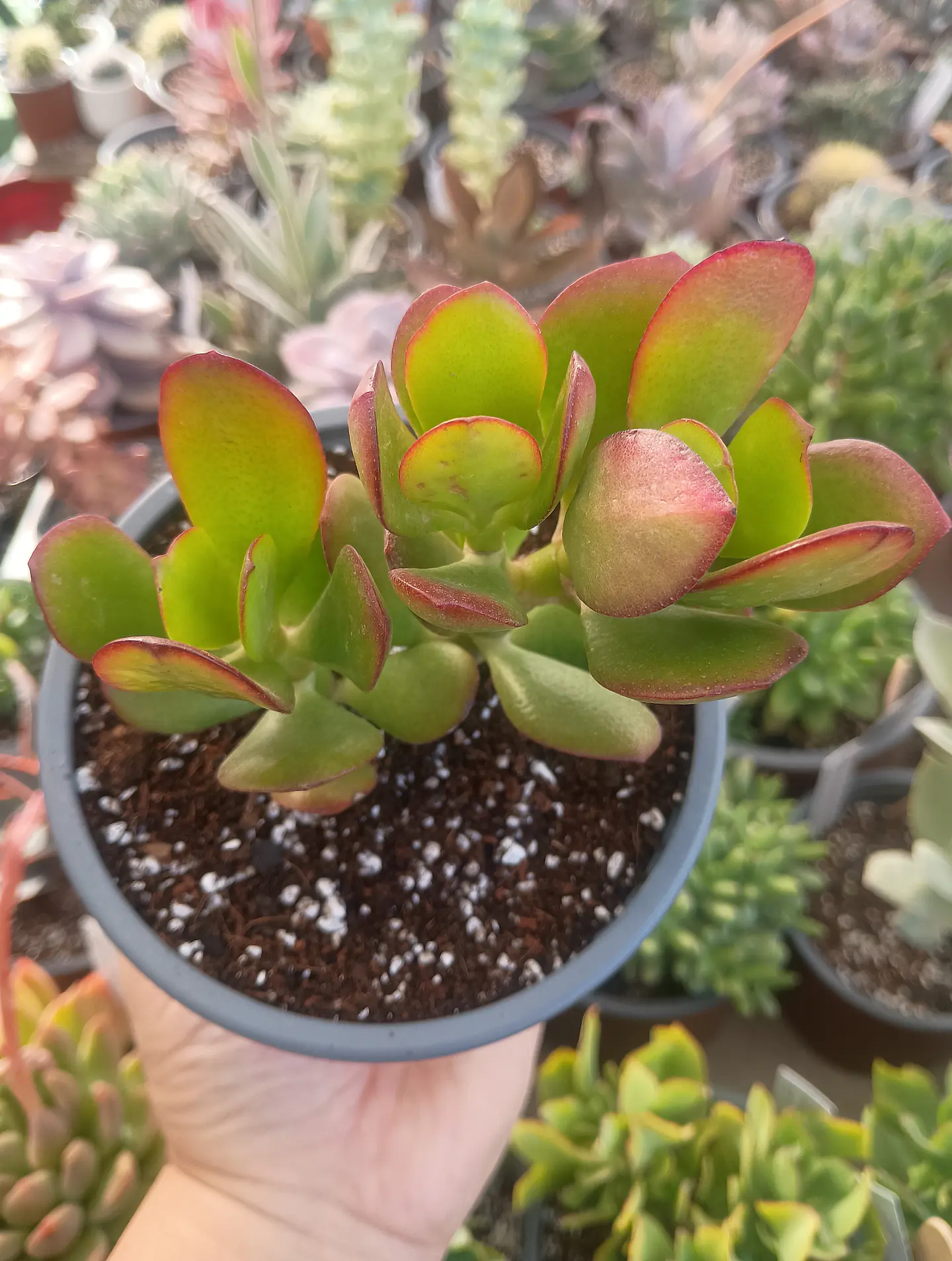Crassula Ovata ( Arbol de Jade) 2