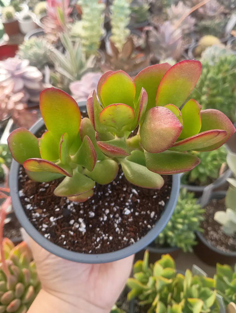 Crassula Ovata ( Arbol de Jade) 2