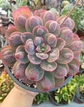 Echeveria Raindrops (Planta madre) - Miniatura 1