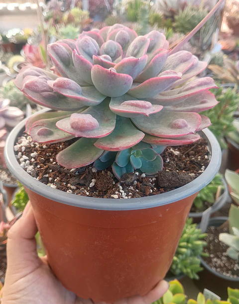 Echeveria Raindrops (Planta madre)
