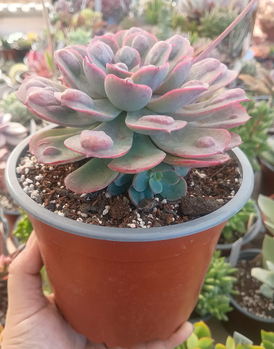 Echeveria Raindrops (Planta madre) 2
