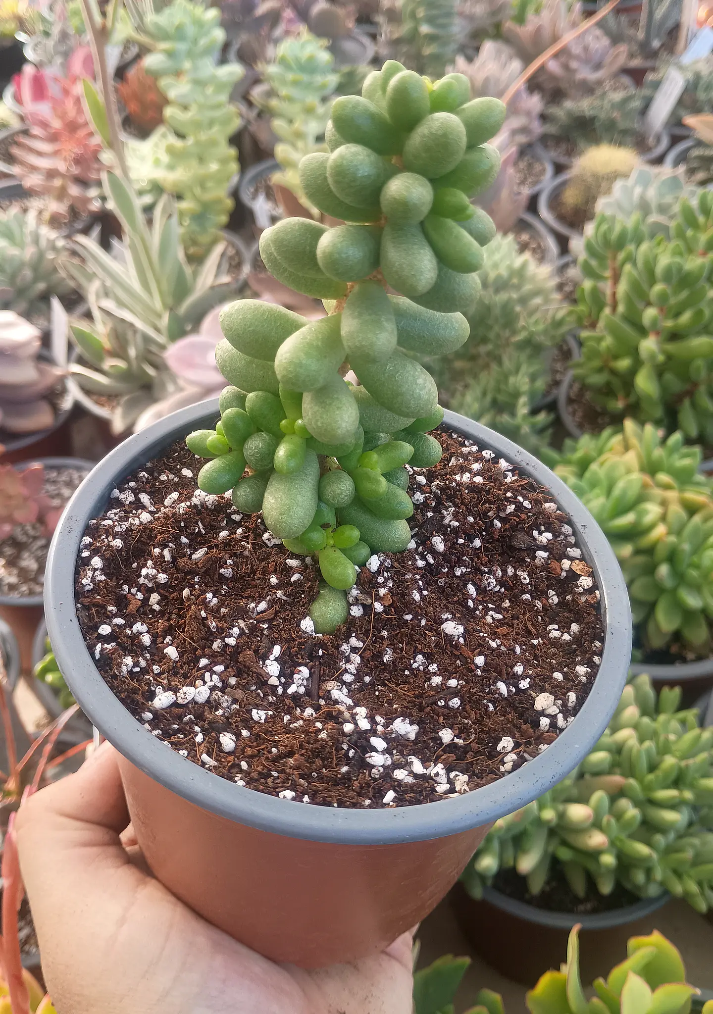 Sedum Hernandezii M 1
