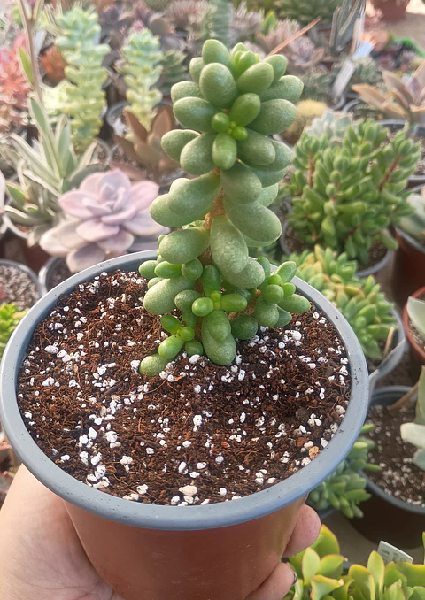Sedum Hernandezii M