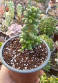 Sedum Hernandezii M - Miniatura 2