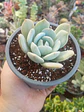 Echeveria Caly argentea - Miniatura 1