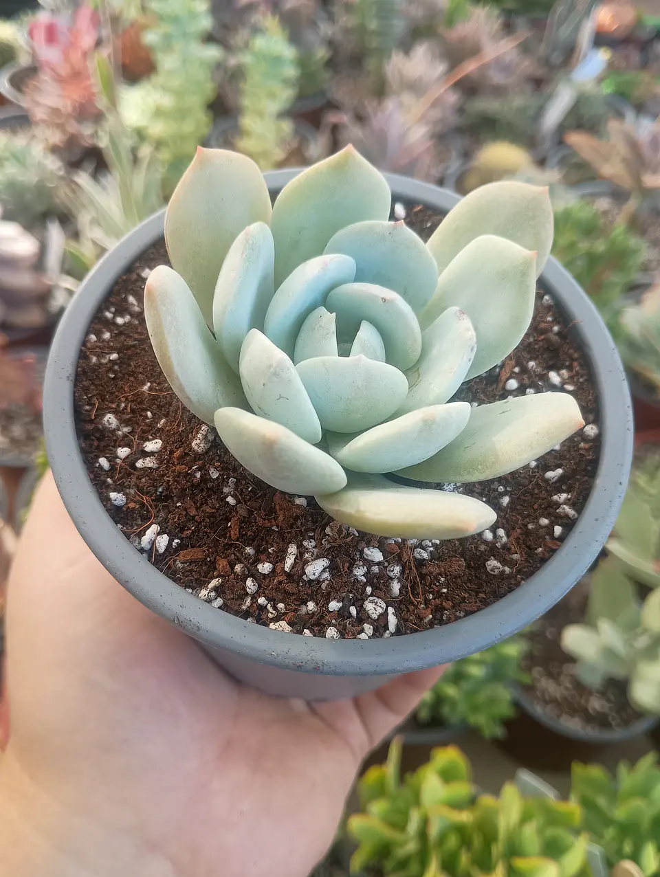 Echeveria Caly argentea 1
