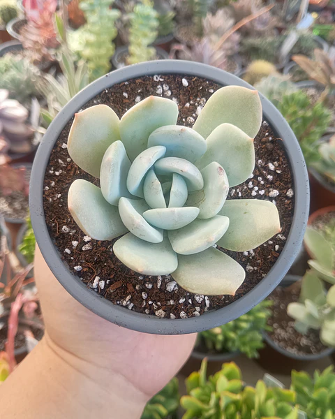 Echeveria Caly argentea