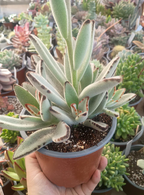 Kalanchoe Tomentosa XL 