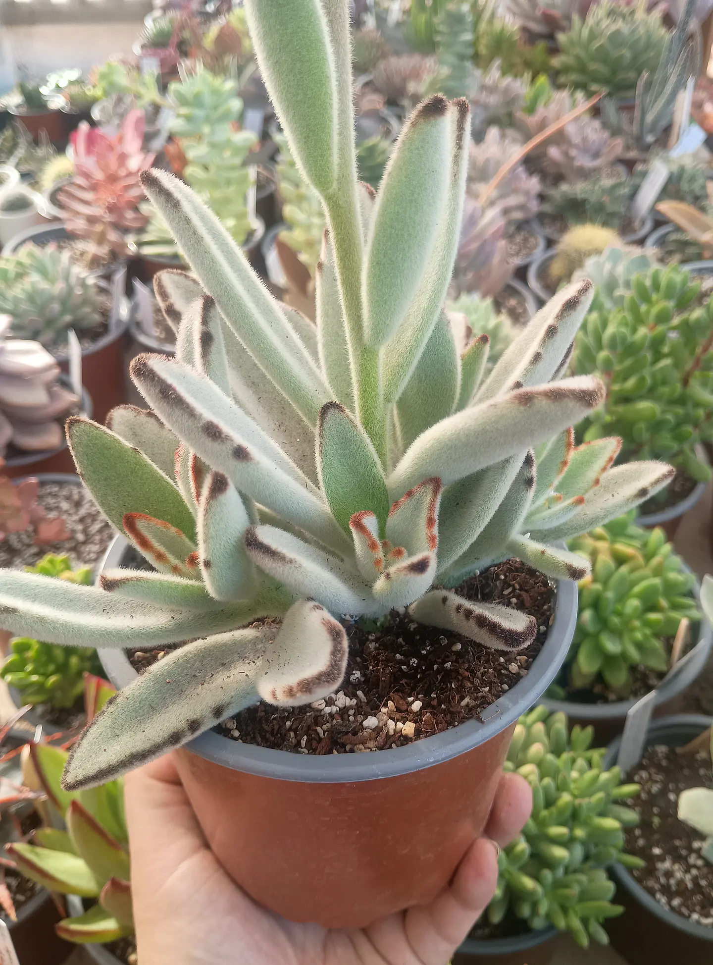 Kalanchoe Tomentosa XL  1