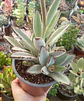 Kalanchoe Tomentosa XL  - Miniatura 2