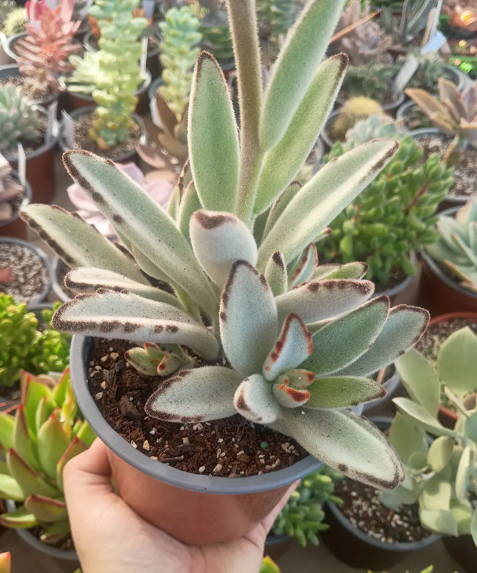 Kalanchoe Tomentosa XL  2
