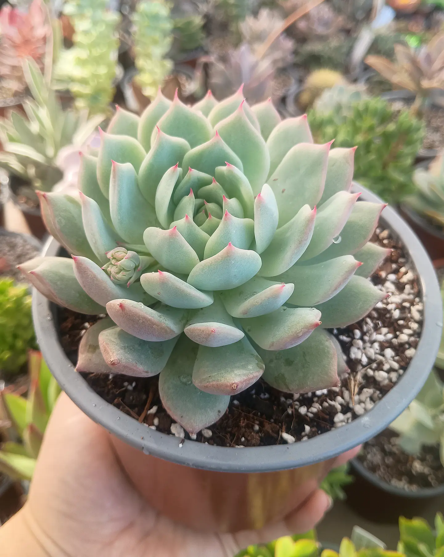 Echeveria  Tippy 1