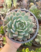 Echeveria  Tippy - Miniatura 2
