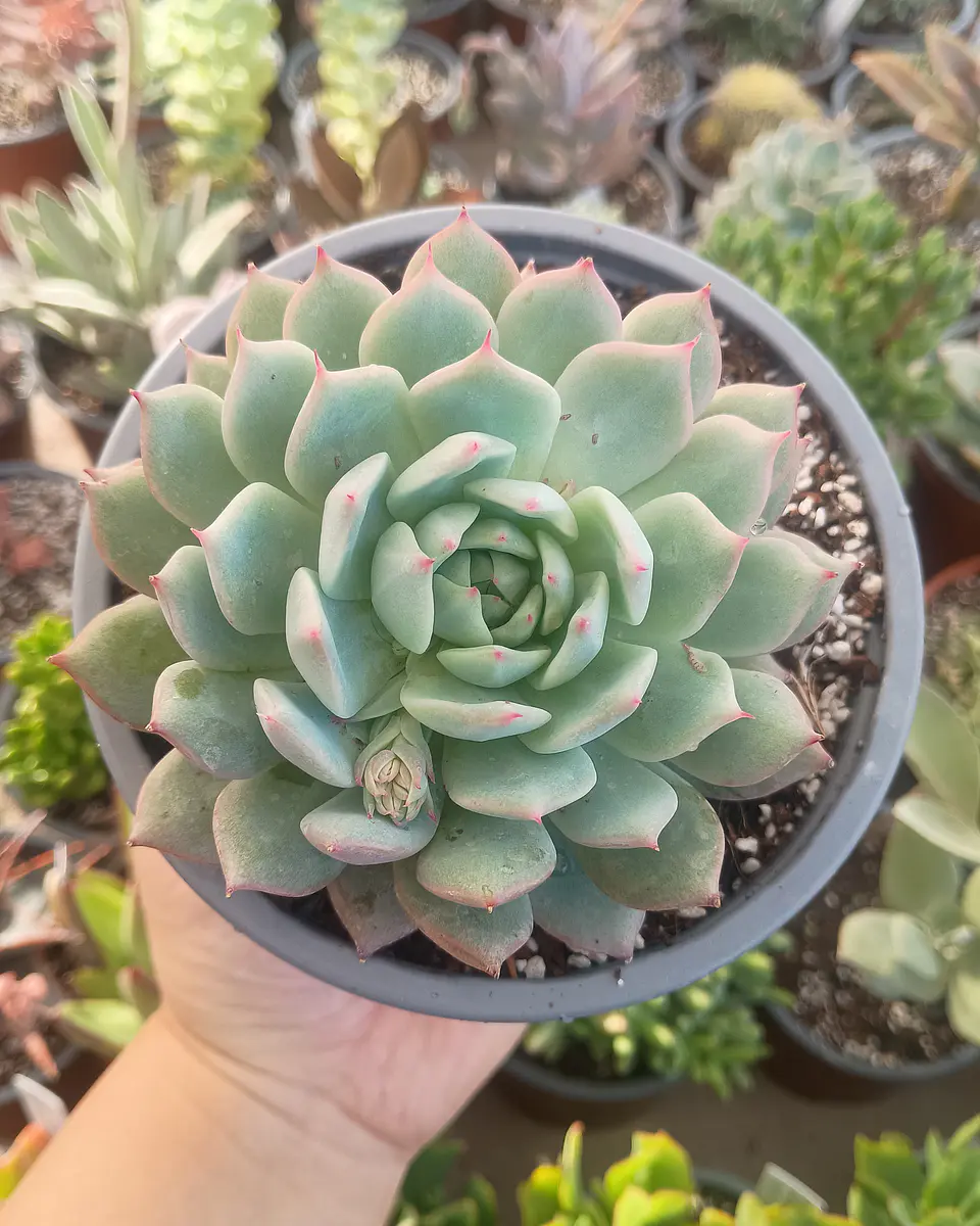 Echeveria  Tippy 2