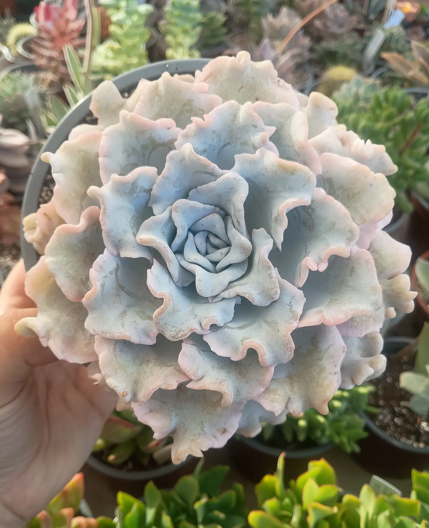 Echeveria Crispate beauty XL 1