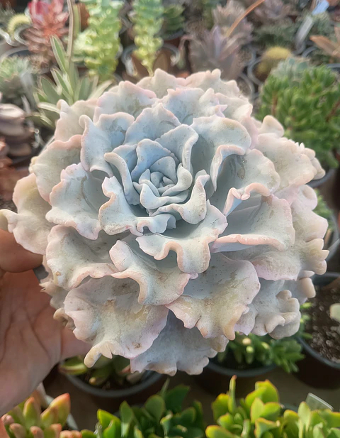 Echeveria Crispate beauty XL