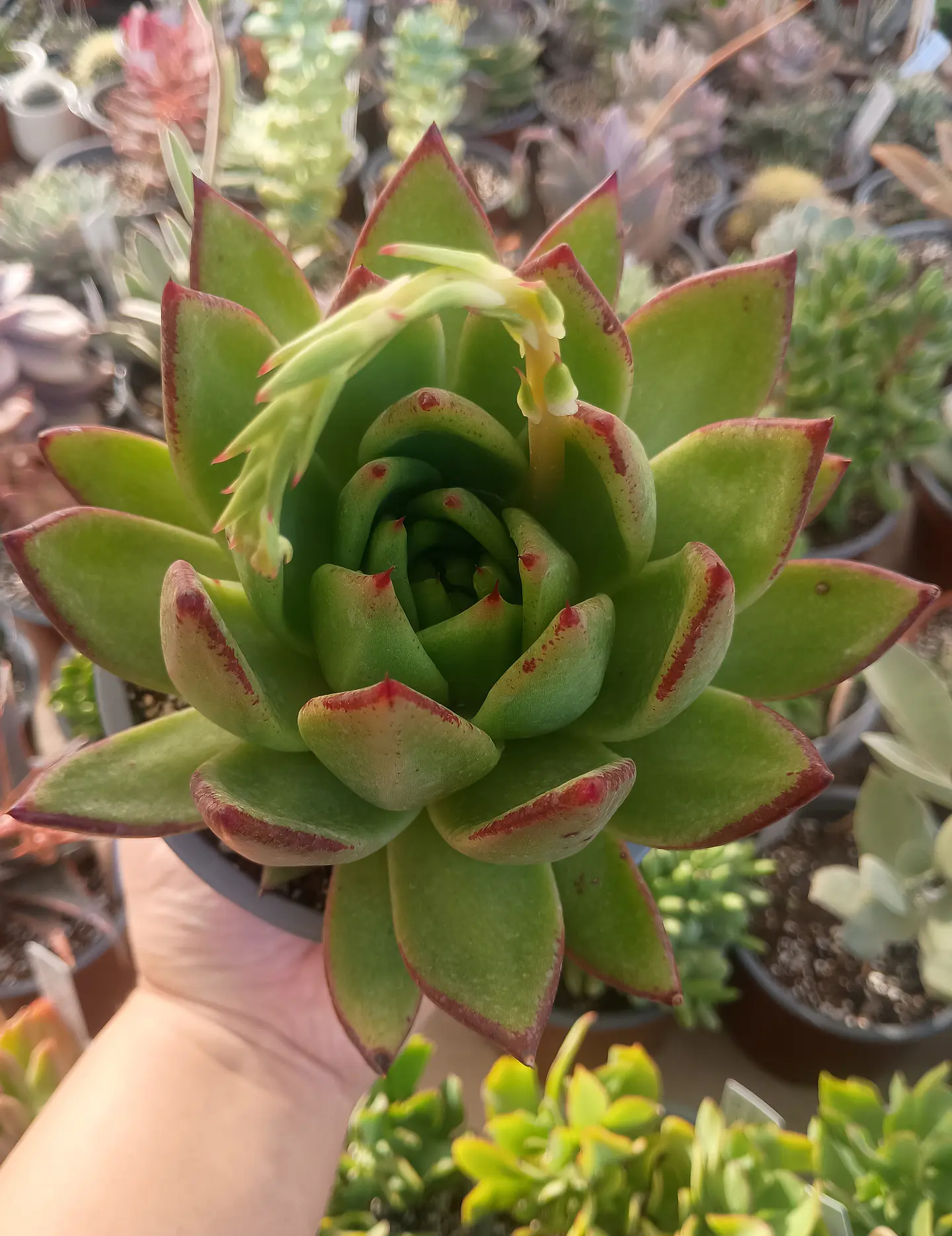 Echeveria Agavoides Red edge 1