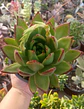 Echeveria Agavoides Red edge - Miniatura 1