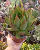 Echeveria Agavoides Red edge - Miniatura 2