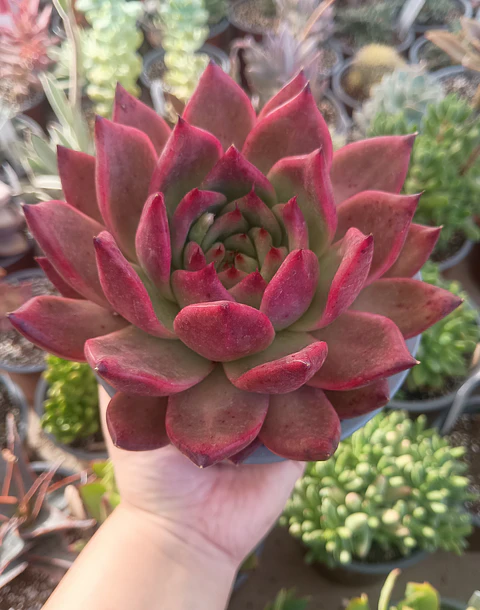 Echeveria Agavoides Scarlet