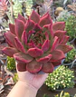 Echeveria Agavoides Scarlet - Miniatura 1