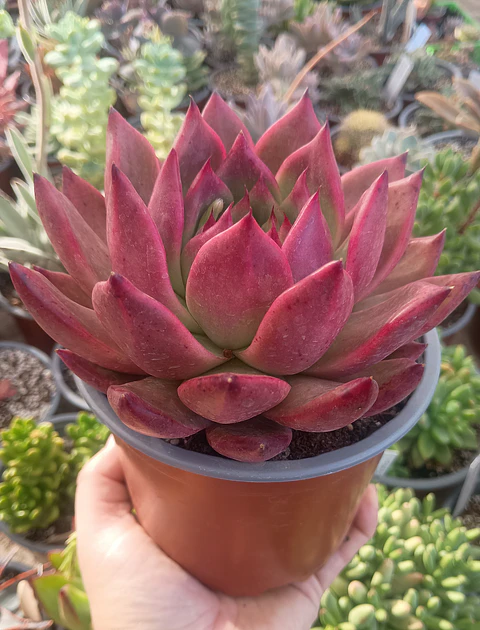 Echeveria Agavoides Scarlet