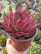 Echeveria Agavoides Scarlet - Miniatura 2