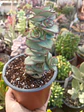 Crassula perforata giant - Miniatura 1